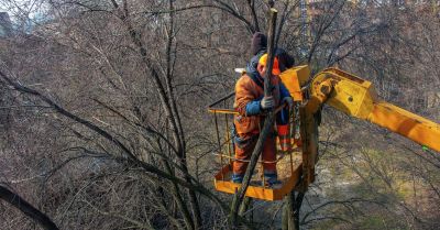 Wzrasta liczba zezwoleń na wycinkę drzew, miasto wprowadza nowy system informowania o tym